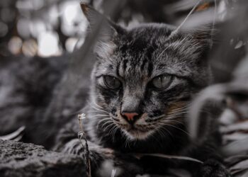 Mastering the Art of Feline Behavior: A Guide to Training Your Cat Like a Pro