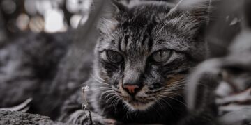 Mastering the Art of Feline Behavior: A Guide to Training Your Cat Like a Pro