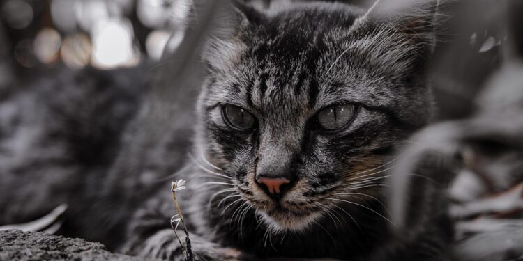 Mastering the Art of Feline Behavior: A Guide to Training Your Cat Like a Pro