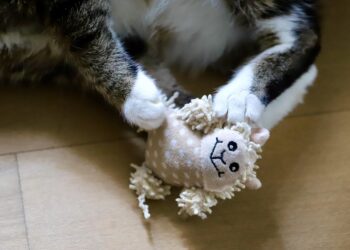 Paw-some Playtime: How Ball Toys Can Keep Your Cat Happy and Healthy