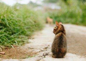 The Purrfect Protection: Stylish and Functional Coats for Cats