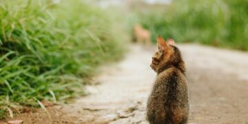 The Purrfect Protection: Stylish and Functional Coats for Cats