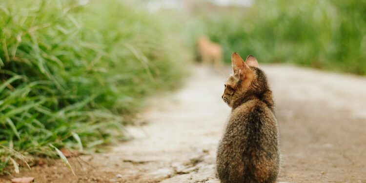 The Purrfect Protection: Stylish and Functional Coats for Cats