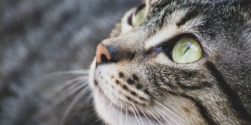 The Top 10 Medium-Sized Apartment Cats: Your Purr-fect Roommate Companion!