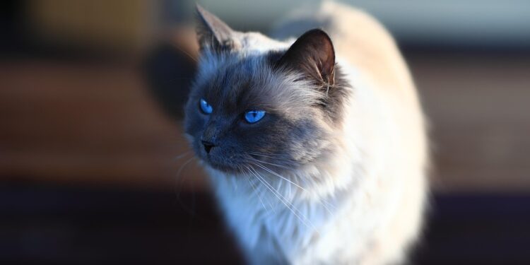 Purrfect Partners: The Top Cat Breeds for Family Companionship