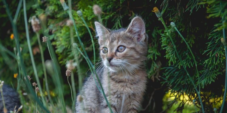 Purrfectly Petite: Exploring the Charm of Small Cat Breeds