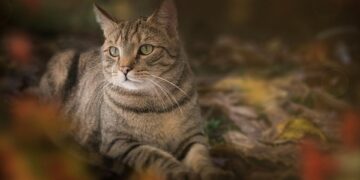 Feline Fashion: Stylish Designer Cat Clothes for Your Purrfect Companion