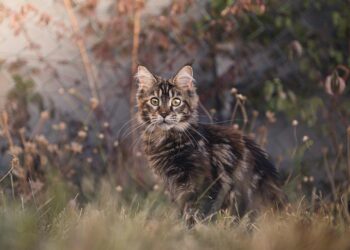 Unraveling the Mystery: Addressing Common Cat Behavior Problems and Finding Solutions