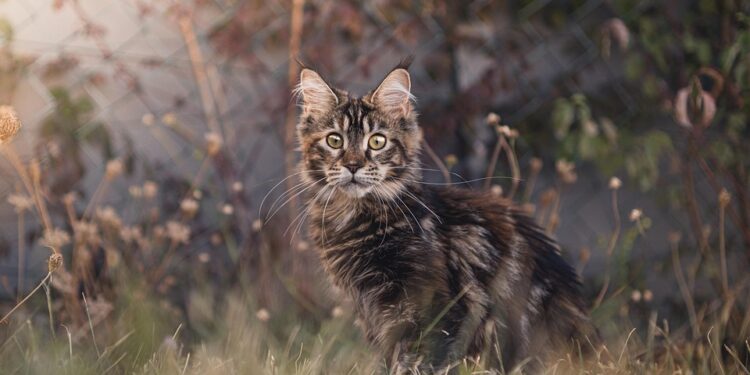 Unraveling the Mystery: Addressing Common Cat Behavior Problems and Finding Solutions