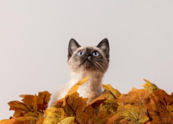 Feline Wellness: A Complete Guide to Keeping Your Cat Happy and Healthy