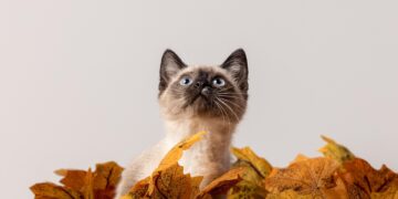 Feline Wellness: A Complete Guide to Keeping Your Cat Happy and Healthy