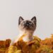 Feline Wellness: A Complete Guide to Keeping Your Cat Happy and Healthy