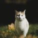 Mastering Meow-tivating: The Ultimate Guide to Cat Behavior Training