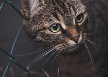 Surviving the Chill: Essential Winter Tips for Keeping Your Cat Happy and Healthy