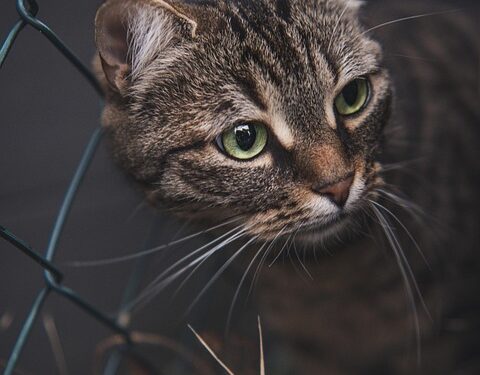 Surviving the Chill: Essential Winter Tips for Keeping Your Cat Happy and Healthy