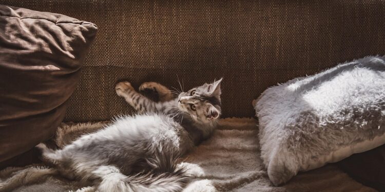 The Top 10 Low-Maintenance Apartment Cats for Busy Pet Owners
