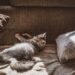 The Top 10 Low-Maintenance Apartment Cats for Busy Pet Owners