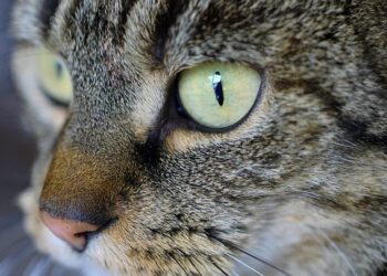 Purrfectly Healthy: Tips and Tricks for Keeping Your Cat in Top Shape