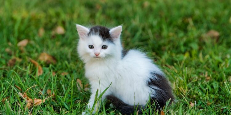 Preventing Catastrophes: Expert Tips for Keeping Your Cat’s Water Bowl Spill-Proof