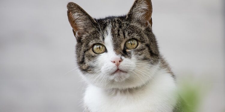 Feline Feast: Nourishing Your Cat with the Best Health Food Choices