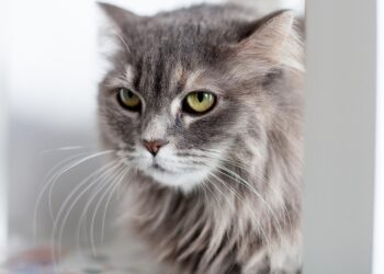 Independent Feline Friends: The Best Apartment Cats for Busy Owners