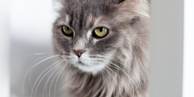 Independent Feline Friends: The Best Apartment Cats for Busy Owners