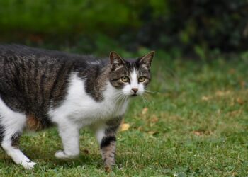 The Tiny Terror: Unleashing the Power of the Little Beast Cat