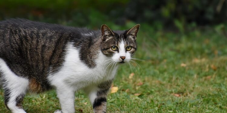 The Tiny Terror: Unleashing the Power of the Little Beast Cat