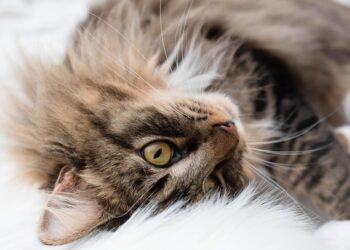 Purr-fectly Adorable: The Ultimate Guide to Plush Cat Toys for Your Feline Friend