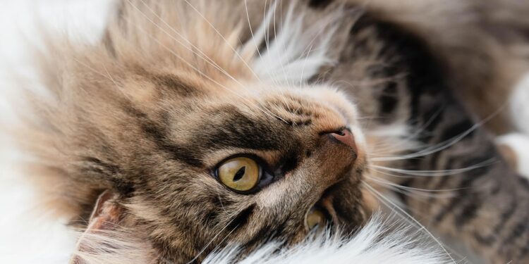 Purr-fectly Adorable: The Ultimate Guide to Plush Cat Toys for Your Feline Friend