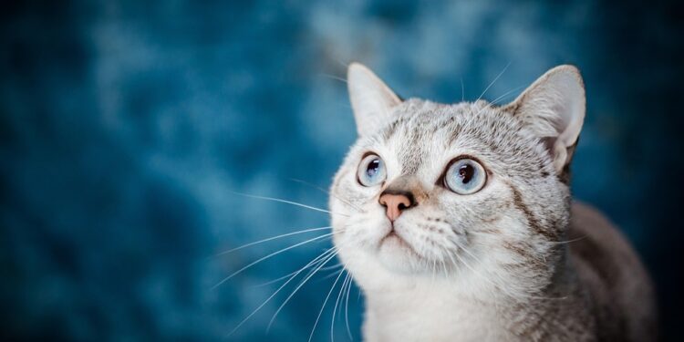 Feline-Friendly Living: The Top Apartment Cats for a Purr-fect Home