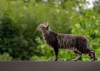 Feline-Friendly Living: The Top Apartment Cats for Your Home