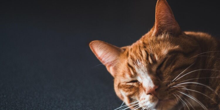 Feline Fashion: Dressing Your Cat in Style