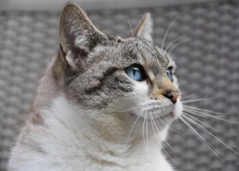 Purr-fecting the Pawsitive: Understanding and Resolving Common Cat Behavior Problems