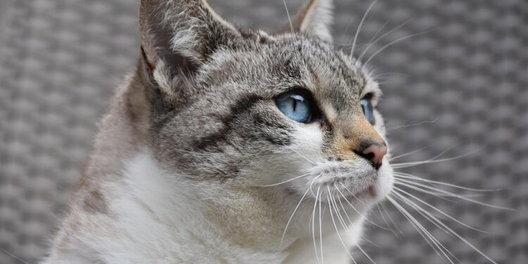 Purr-fecting the Pawsitive: Understanding and Resolving Common Cat Behavior Problems