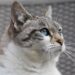Purr-fecting the Pawsitive: Understanding and Resolving Common Cat Behavior Problems