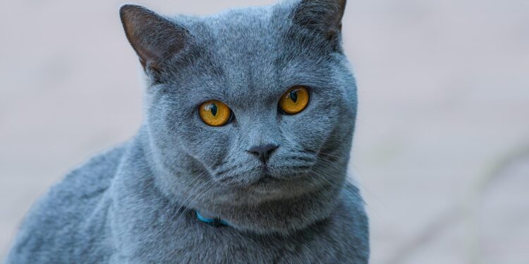 Purr-fect Care: Essential Tips for Happy and Healthy Cats