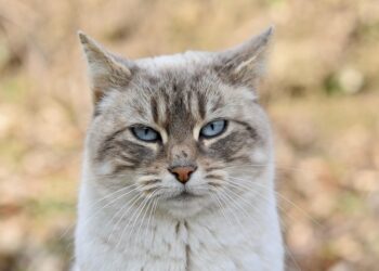 Mastering the Art of Cat Walking: The Ultimate Guide to Training Your Feline Friend on a Leash