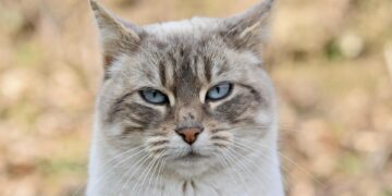 Mastering the Art of Cat Walking: The Ultimate Guide to Training Your Feline Friend on a Leash