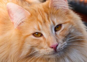 Purr-fect Companions: The Top Cat Breeds for Kids
