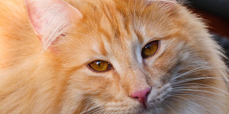Purr-fect Companions: The Top Cat Breeds for Kids