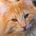 Purr-fect Companions: The Top Cat Breeds for Kids