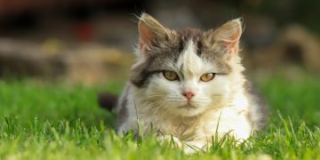 The Purr-fect Leader: How One Cat Leads the Pack with Feline Grace