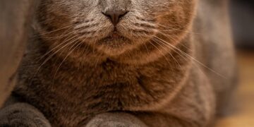 Curling Beauties: Exploring Medium-Sized Cat Breeds with Curly Tails