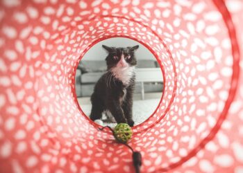 Purrfect Playtime: The Ultimate Guide to Cat Ball Toys