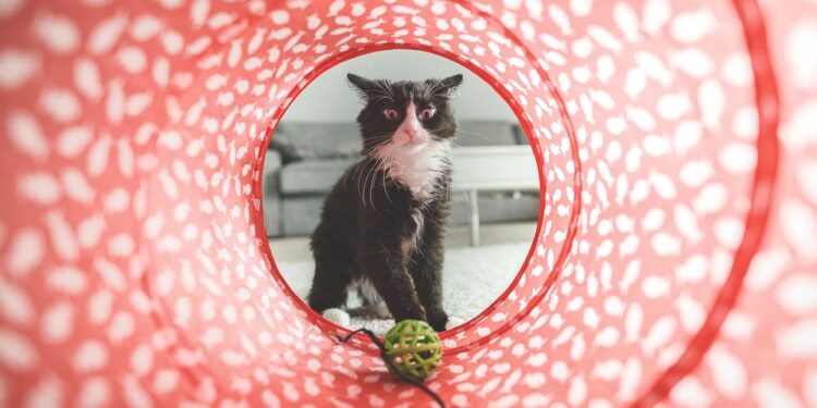 Purrfect Playtime: The Ultimate Guide to Cat Ball Toys