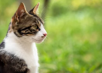 Purrfectly Pineapple: Can Cats Safely Snack on This Tropical Treat?