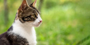 Purrfectly Pineapple: Can Cats Safely Snack on This Tropical Treat?