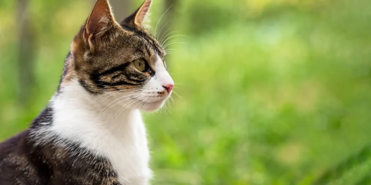 Purrfectly Pineapple: Can Cats Safely Snack on This Tropical Treat?