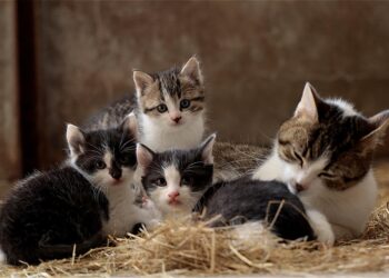 Silent and Snuggly: The Best Small Hypoallergenic Cats for Quiet Homes